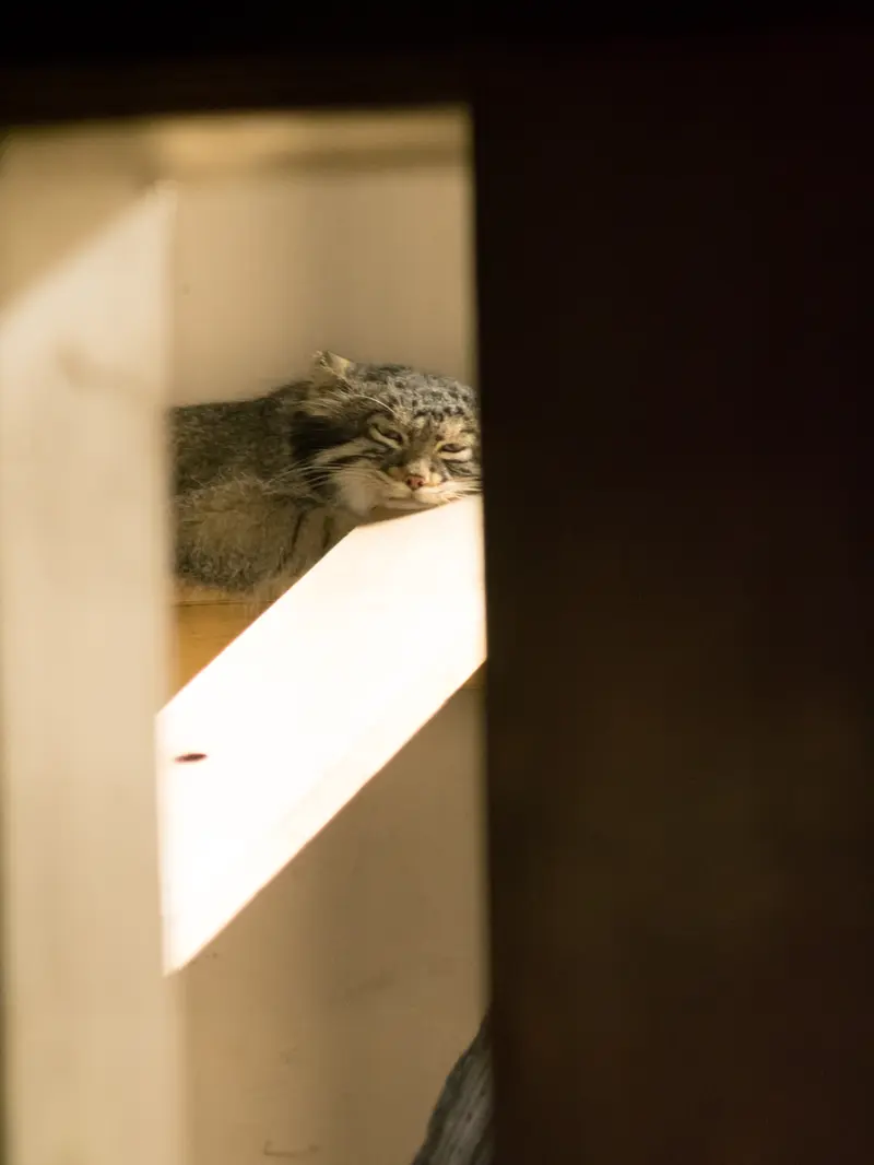 A photograph of Figa in Nogeyama Zoo