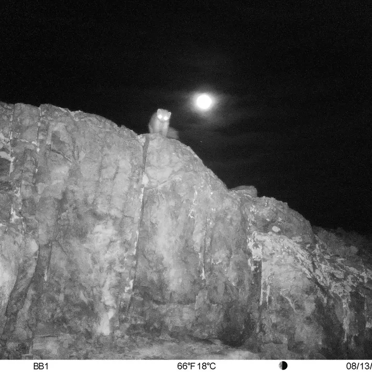 A photograph of Beech marten from Aktas-Kunkora [new] camera trap