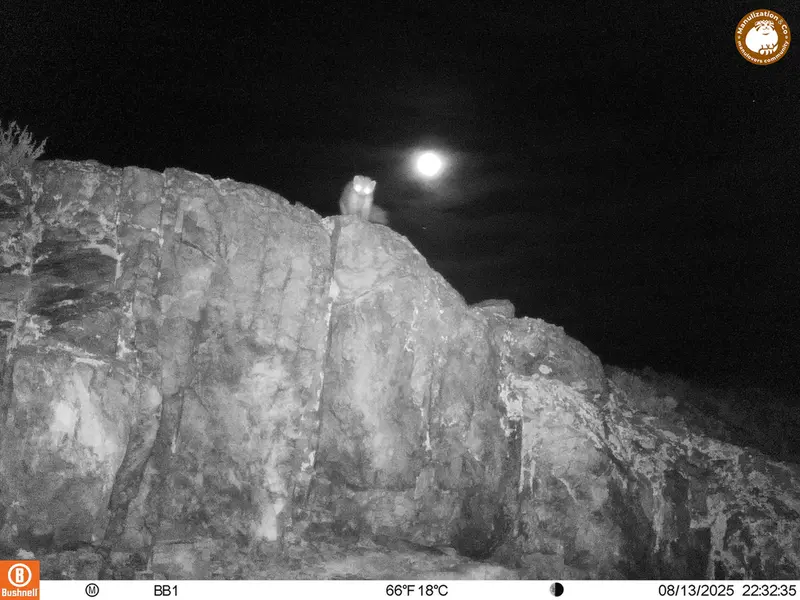 A photograph of Beech marten from Aktas-Kunkora [new] camera trap
