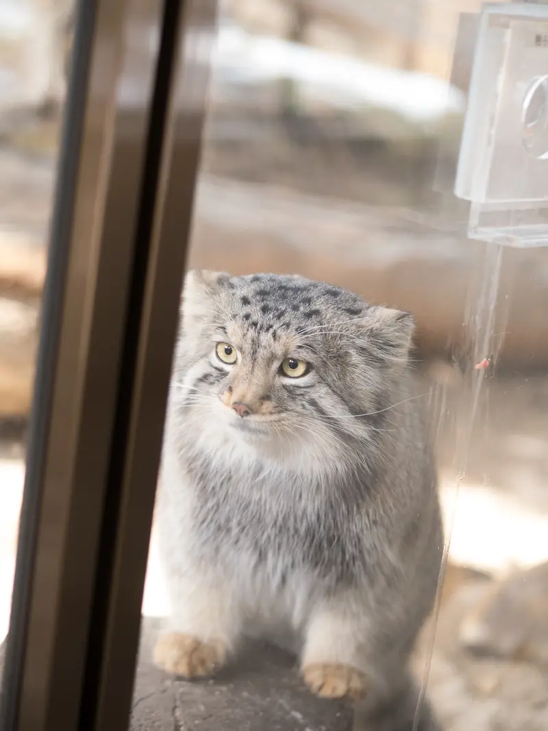 A photograph of Nagomu in Nasu Animal Kingdom