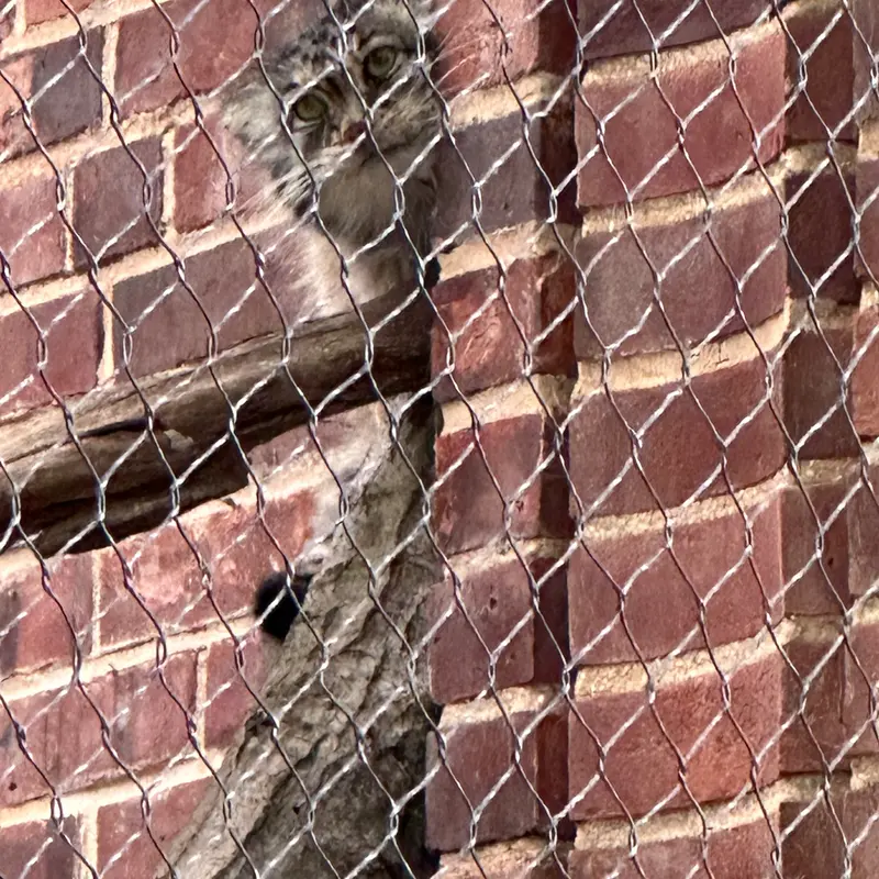 A photograph of a Pallas&#039;s cat in Prospect Park Zoo