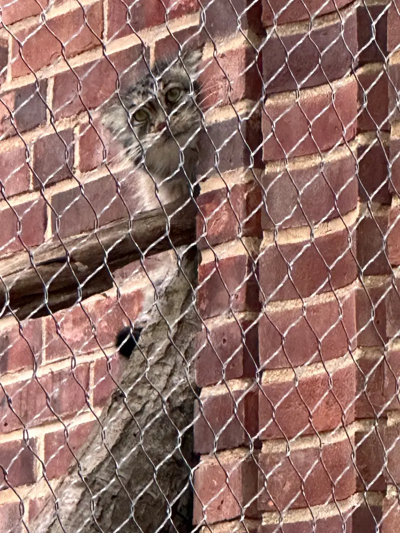 A photograph of a Pallas&#039;s cat in Prospect Park Zoo