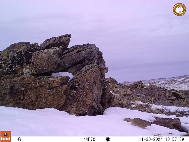 A photograph of Pika from Karashoky camera trap