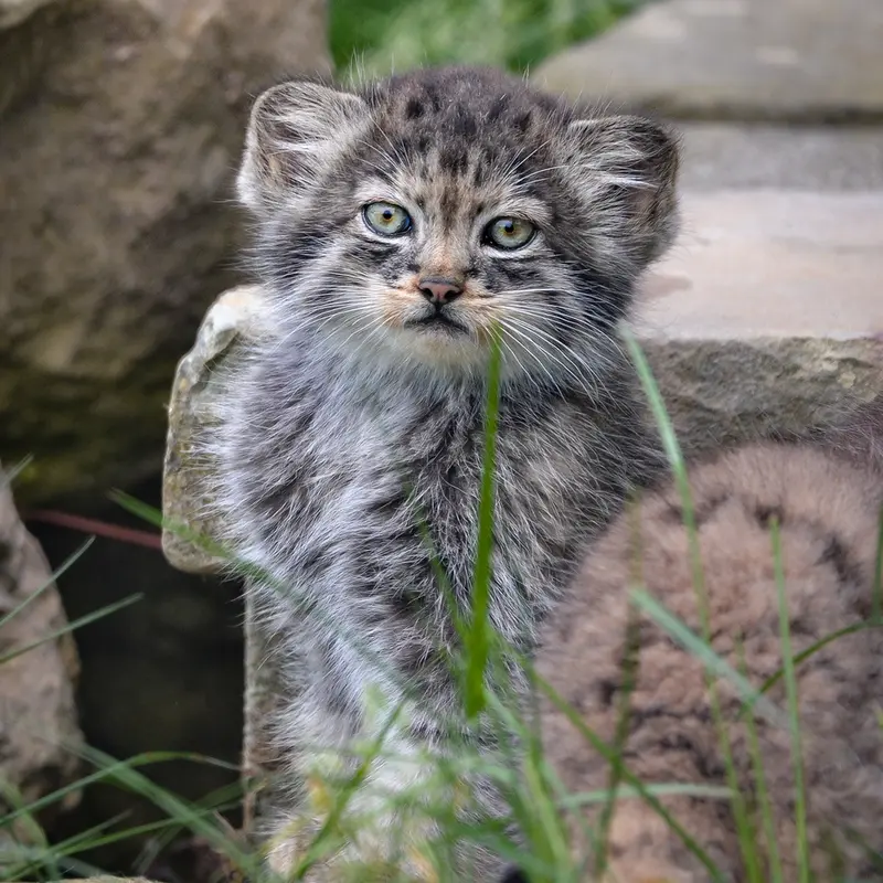 A photograph of a Pallas's cat in Port Lympne Wild Animal Park