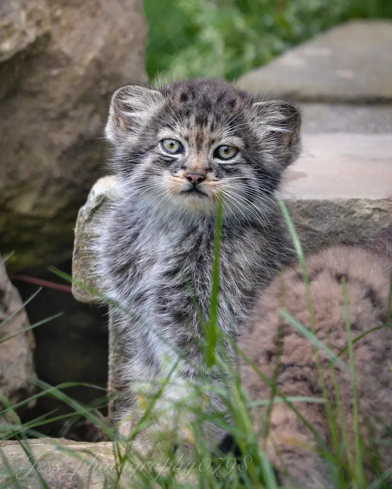 A photograph of a Pallas's cat in Port Lympne Wild Animal Park