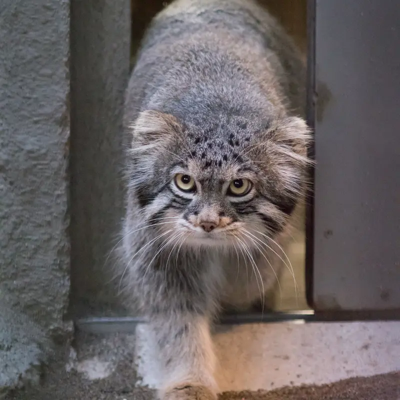 A photograph of Figa in Nogeyama Zoo