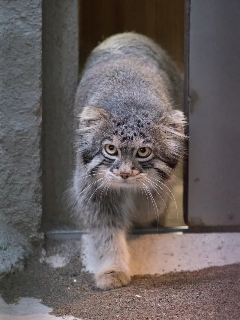 A photograph of Figa in Nogeyama Zoo