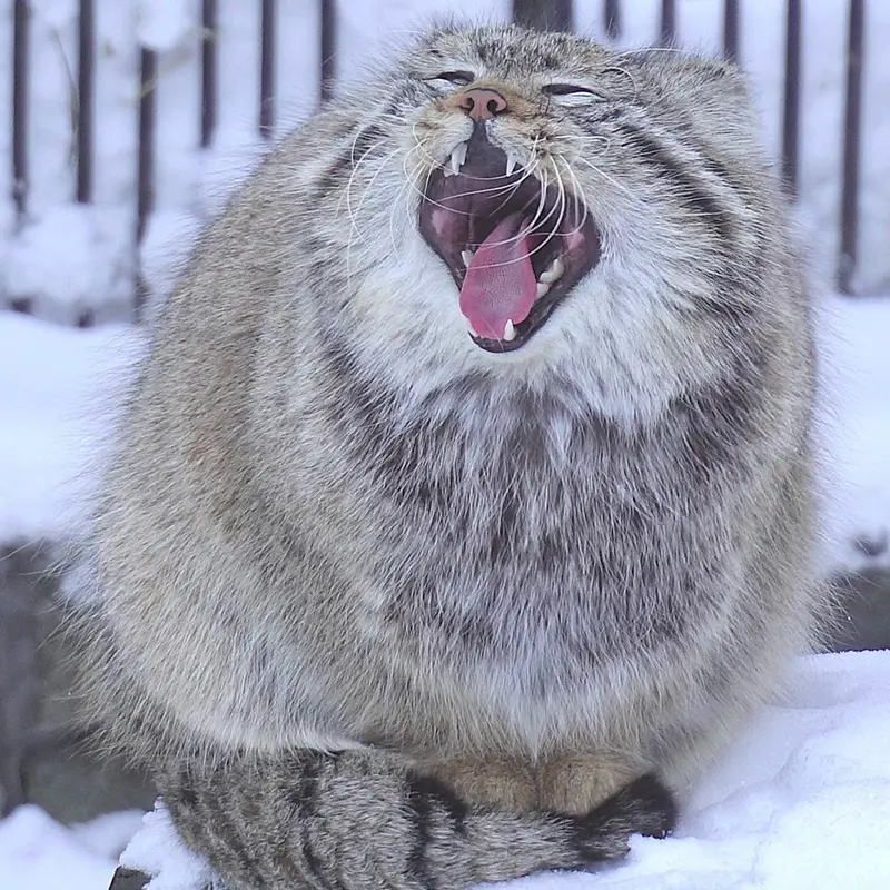 A photograph of Son of Eve 2023 Ⅳ in Novosibirsk Zoo