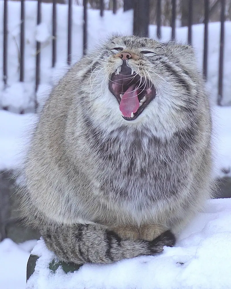 A photograph of Son of Eve 2023 Ⅳ in Novosibirsk Zoo