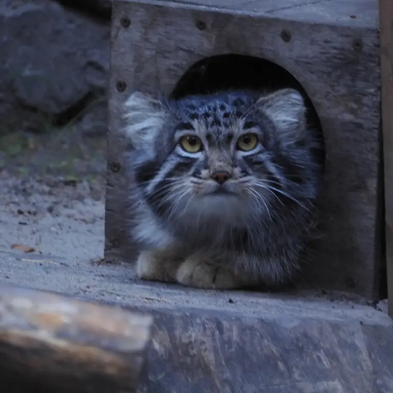 A photograph of Mensu in Novosibirsk Zoo