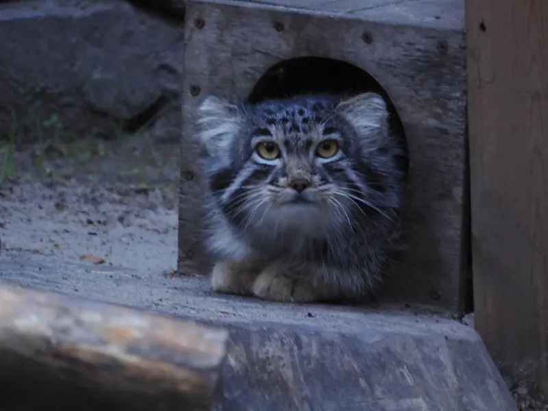 A photograph of Mensu in Novosibirsk Zoo