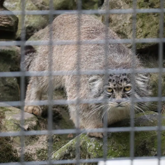 A photograph of Aldan in Zie-Zoo