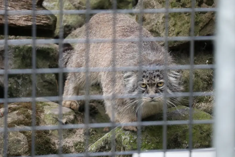 A photograph of Aldan in Zie-Zoo