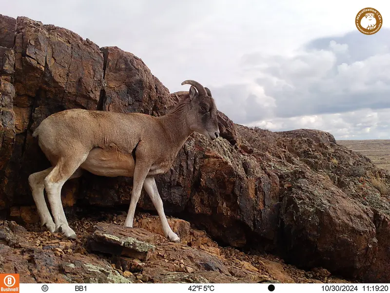 A photograph of Argali from Aktas-Kunkora camera trap
