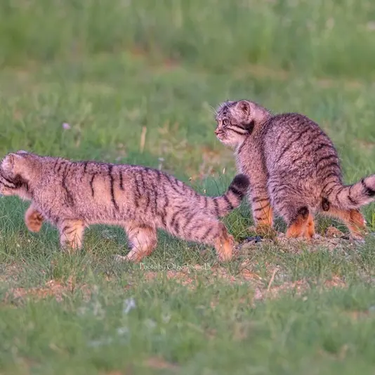 A photograph of a Pallas's cat