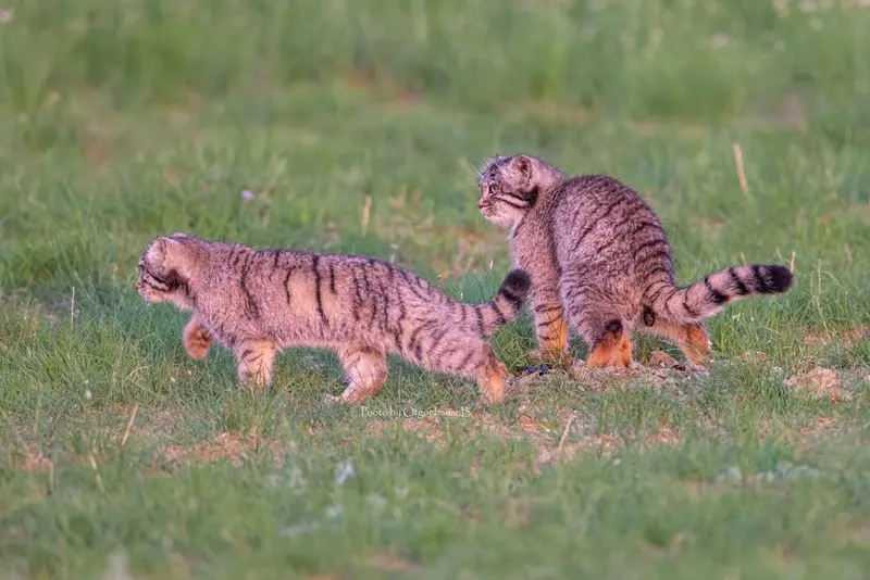 A photograph of a Pallas's cat
