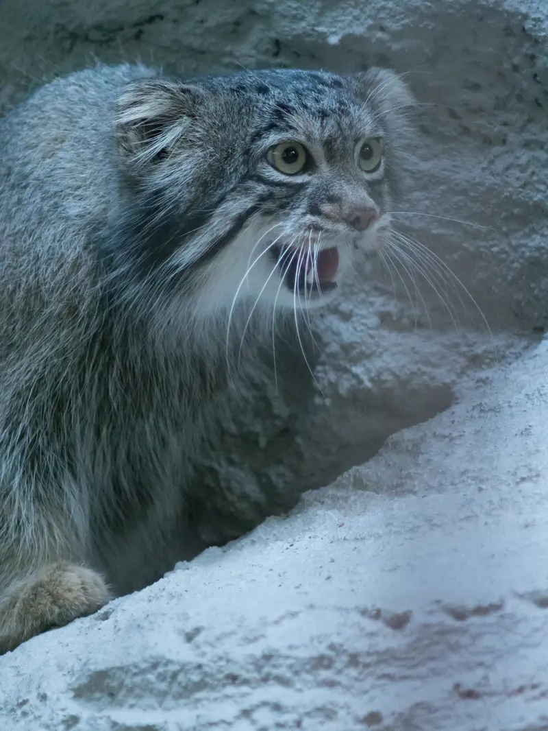A photograph of Figa in Nogeyama Zoo
