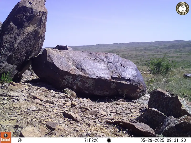 A photograph of Kazakh pika from Koshkar [new] camera trap