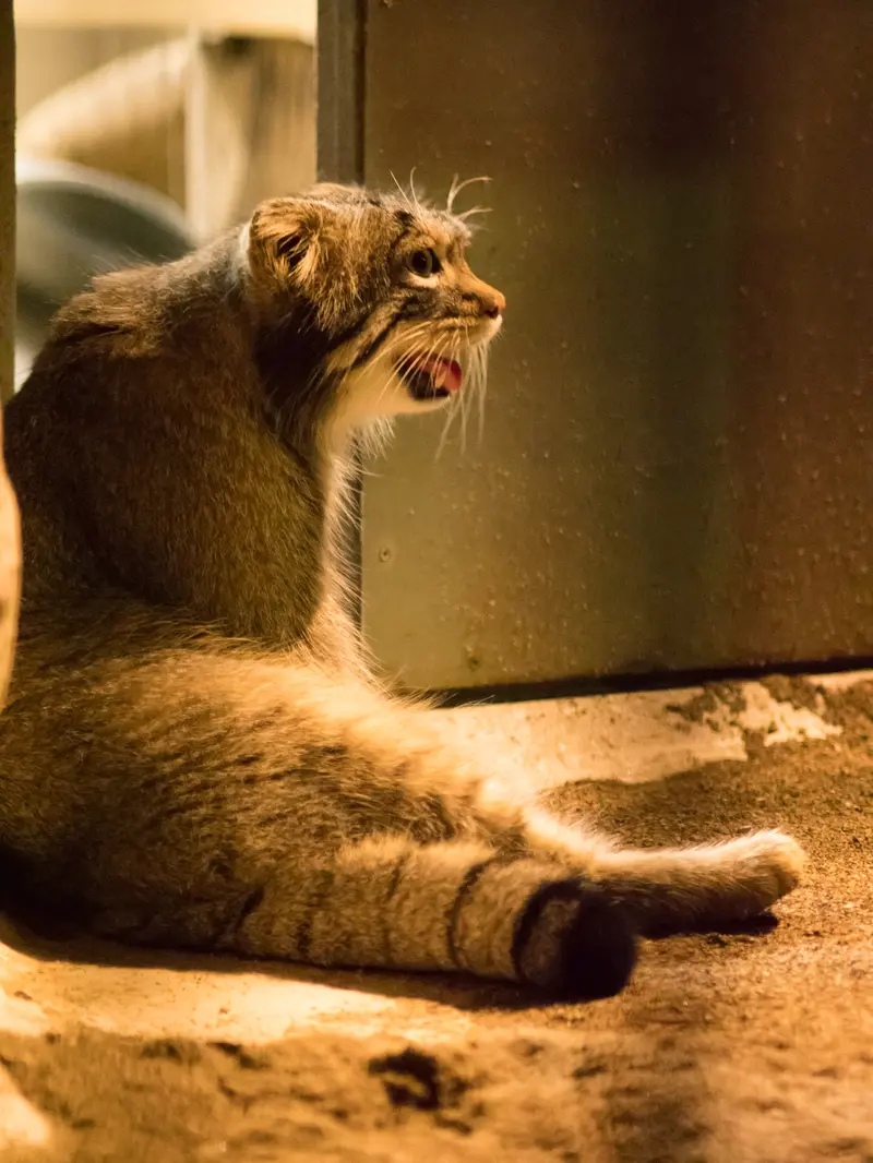 A photograph of Figa in Nogeyama Zoo