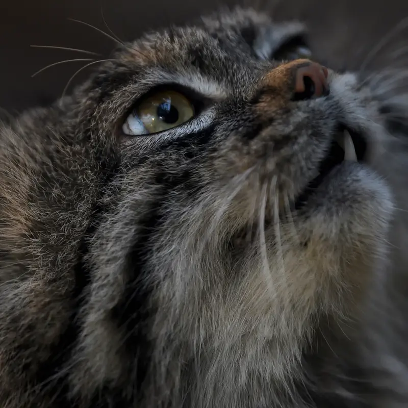 A photograph of Nar in Kobe Animal Kingdom