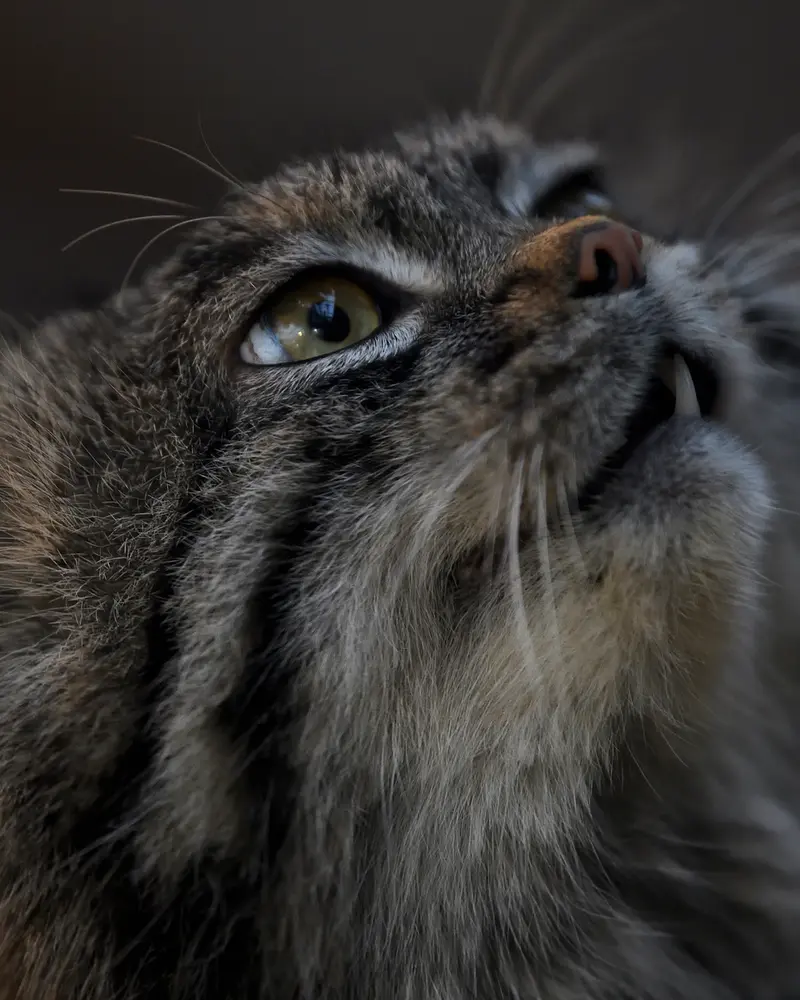 A photograph of Nar in Kobe Animal Kingdom