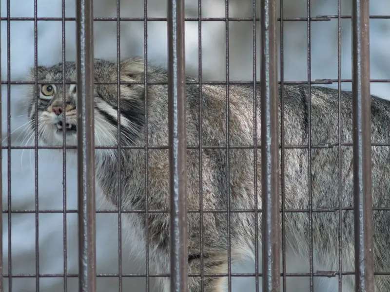A photograph of Figa in Nogeyama Zoo