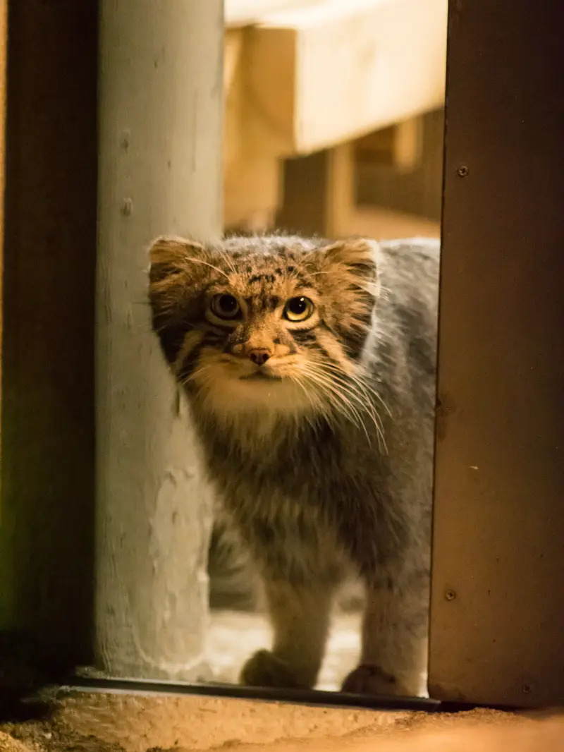 A photograph of Figa in Nogeyama Zoo