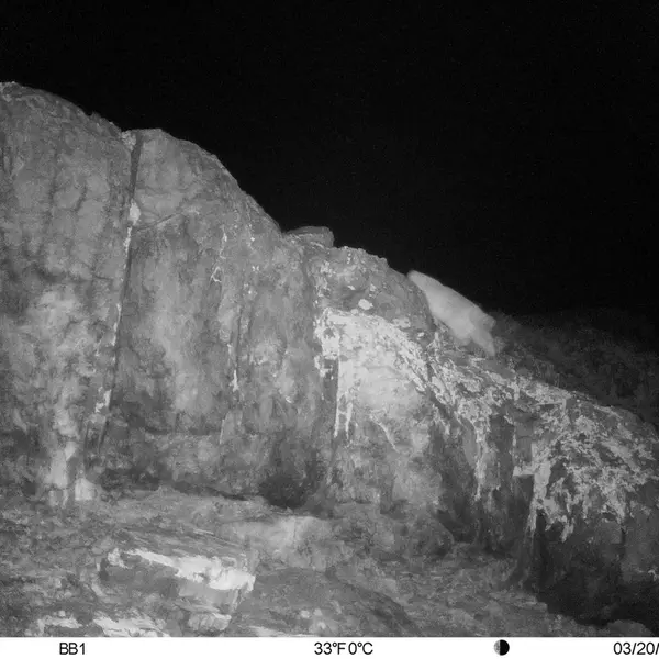 A photograph of Otocolobus manul manul from Aktas-Kunkora [new] camera trap