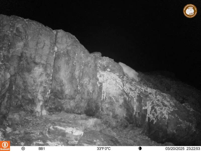 A photograph of Otocolobus manul manul from Aktas-Kunkora camera trap