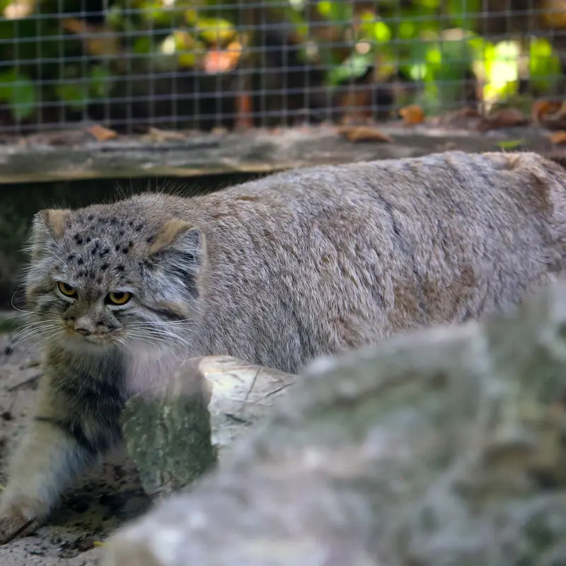 A photograph of Kitten of Alani b.2026 Ⅰ in Košice Zoo