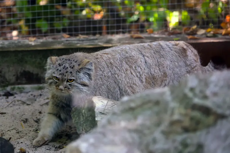 A photograph of Kitten of Alani b.2026 Ⅰ in Košice Zoo