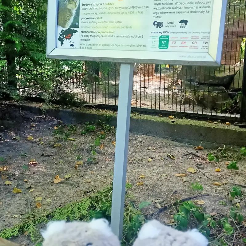 A photograph of a Pallas's cat in Kraków Zoo