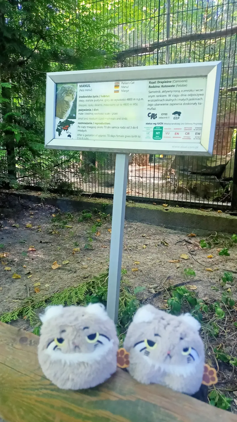 A photograph of a Pallas's cat in Kraków Zoo