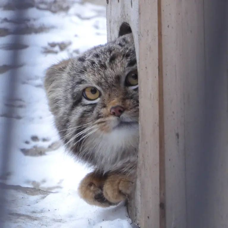 A photograph of Mensu in Novosibirsk Zoo
