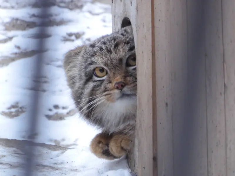 A photograph of Mensu in Novosibirsk Zoo