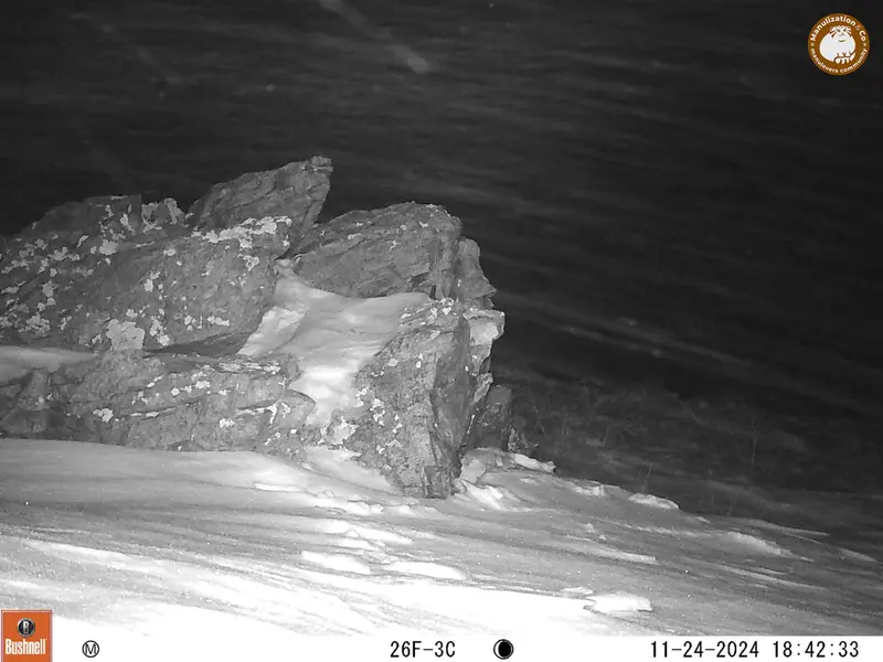 A photograph of a Pallas&#039;s cat from Karashoky camera trap