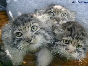 A photograph of Elvira and Tim in Red River Zoo