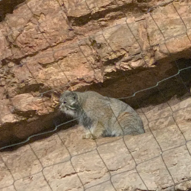 A photograph of a Pallas's cat