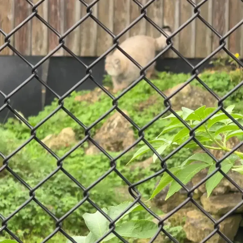 A photograph of a Pallas's cat in Port Lympne Wild Animal Park