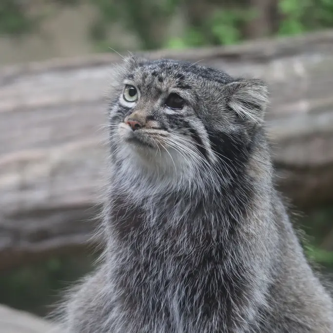 A photograph of Abrikos in Nasu Animal Kingdom