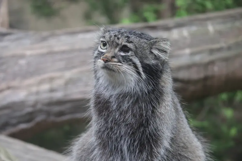 A photograph of Abrikos in Nasu Animal Kingdom
