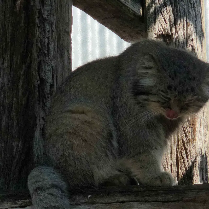 A photograph of Aldan in Zie-Zoo