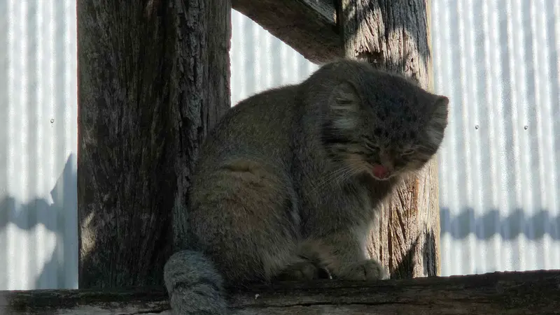 A photograph of Aldan in Zie-Zoo
