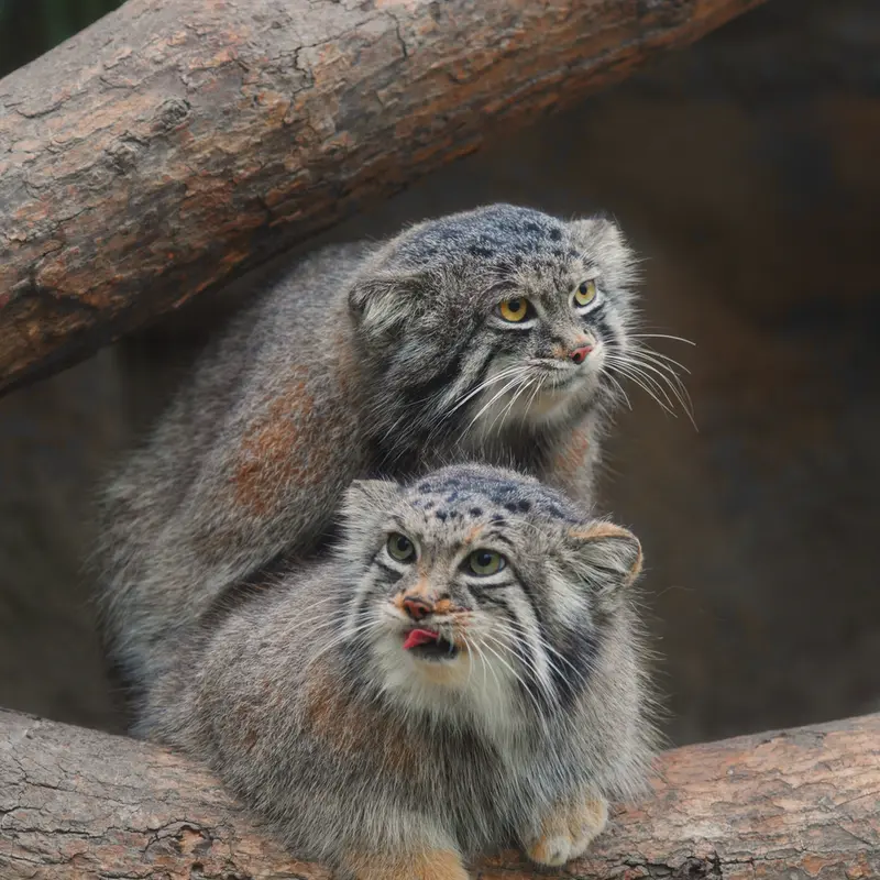 A photograph of Az in Kobe Animal Kingdom