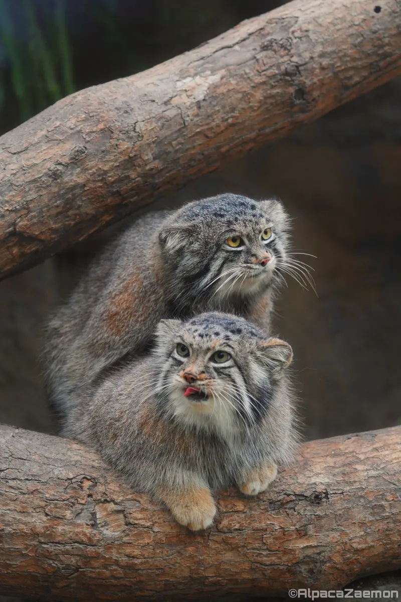 A photograph of Az and Nar in Kobe Animal Kingdom
