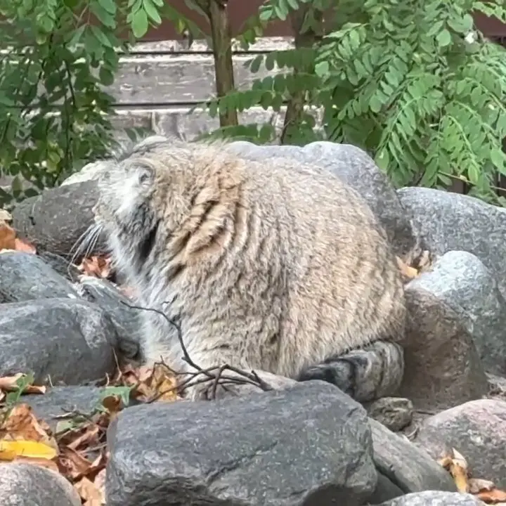 A photograph of Bozenka in Poznan New Zoo