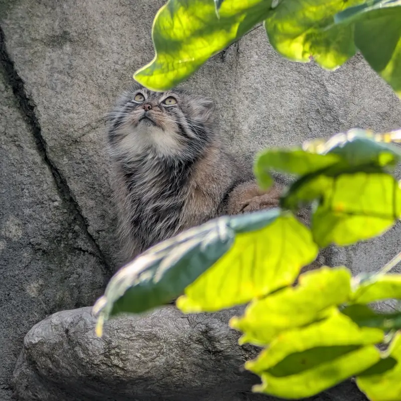 A photograph of Tiina in Columbus Zoo and Aquarium