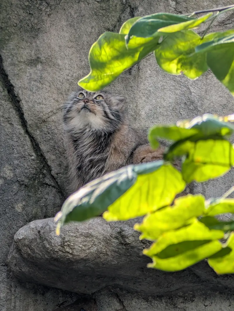 A photograph of Tiina in Columbus Zoo and Aquarium