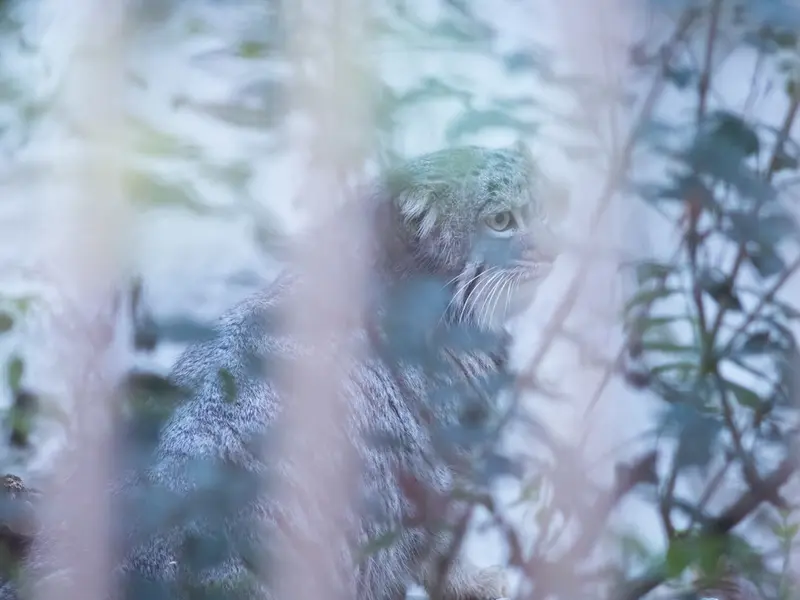 A photograph of Figa in Nogeyama Zoo