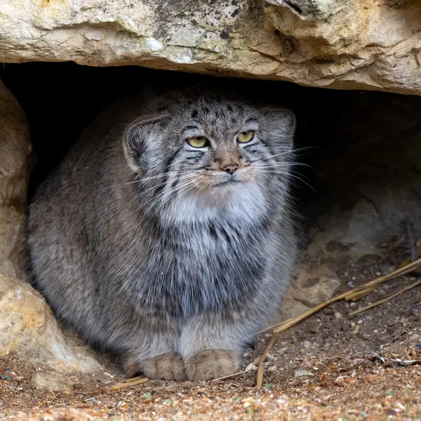 A photograph of Kharaa in Port Lympne Wild Animal Park